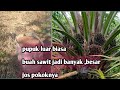 Terbongkar !!! Ternyata ini Pupuk perangsang buah kelapa sawit