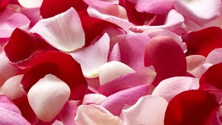 Romantic~Rose Petals Falling to Beautiful Music in the Background~Slow Ambience~Relaxing~Stress