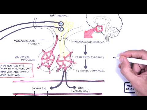 What allows oxytocin and ADH to release into the bloodstream?