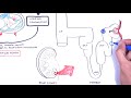 oxytocin and vasopressin adh posterior pituitary hormones physiology