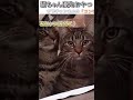 猫のおもしろ動画にツッコミどころ満載なアフレコしてみた＃186【おやつ】【ハプニング映像】 shorts　 アフレコ 面白動画