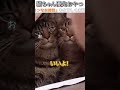 猫のおもしろ動画にツッコミどころ満載なアフレコしてみた＃186【おやつ】【ハプニング映像】 shorts　 アフレコ 面白動画