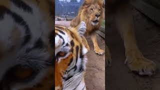 Lion SCARES Tiger!