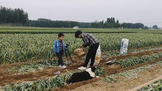 二猪采一篮野生蘑菇，跑到清香面前邀功，晚上让妈妈做好吃的