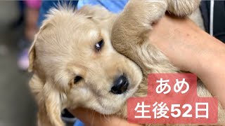 【あめ】愛犬ハウスセキノ・生後52日／ゴールデンレトニエル ／犬と日本を旅する動画