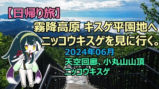 【日帰り旅】霧降高原 キスゲ平園地へニッコウキスゲを見に行く。