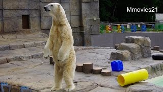 なんだ？このニオイ・・立ち上がるデナリ~Polar Bear stands up