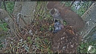 2017/06/12 18h05m Latvian Goshawk~Margo brings unplucked prey~