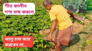 শীত কালীন শশা চাষে সফল চাষী || Cucumber Farming In Winter || @krishikaajtv