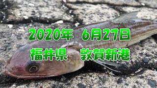 【釣り】2020年6月27日　福井県　敦賀新港