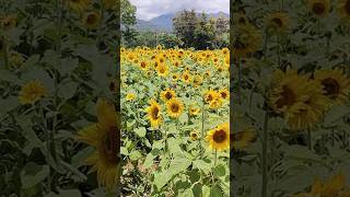 സൂര്യകാന്തി പൂക്കൾ Sunflower farm Bandipur  | Gundalpet |  sunflower|