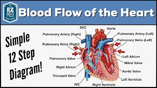 Blood Flow Through the Heart [Made Easy] - Cardiac Circulation Animation