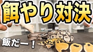 Feeding Showdown: 'Who Eats the Fastest?' | Ball Python Feeding