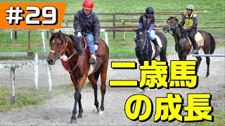 #29【調教】二歳馬の成長～若きサラブレッドの競走馬への道のり～