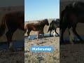 Жабағыларды көреміз жылқы ат horse лошади