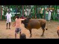 செங்குறிச்சி செவலை 2022 இராப்பூசல் ஜல்லிக்கட்டு raapposal jallikattu thangam tv