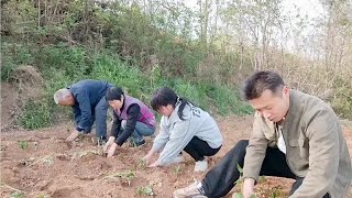 农村姑娘：子奇帮一朵家种红薯，还自带红薯苗，准岳父直夸有心了@鄉村小喬@广西阿金哥@乡味小翠@壮乡小莫 官方频道