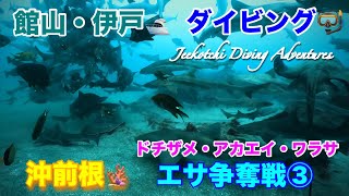 館山・伊戸🛥️ダイビング🤿沖前根🪸エサ争奪戦③🔱ドチザメ・ワラサ・アカエイ・コブダイ😆👍2024年９月