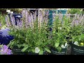 growing salvia