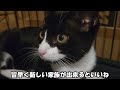 【保護猫一時預かり、お別れの時】一時預かりをしていたジン君とお別れです。