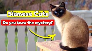 Born White. Colored by the Cold. Adored by Kings. — 10 Amazing Facts About Siamese Cats
