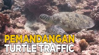 Melihat para kura-kura melintas di Turtle traffic | JELAJAH