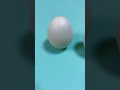 如何将鸡蛋立起来？how to make an egg stand？