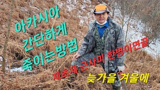 산소주변 기타농작물의천적  아카시아 간단하게 죽이는방법