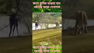 জলে কুমির ডাঙায় বাঘ