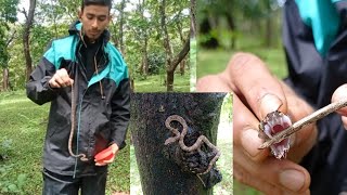 Rescue hump nosed pit viper venomous snake catcher maaz sayed sirsi91+6364660978🐍🙏🙏