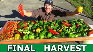 FINAL Harvest! Last Garden Vegetable Haul before FREEZE! Container gardening lettuce kale Greenhouse