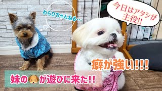 喋る犬?!妹のワンコ（マルペキ）が遊びに来た!!!【わらびちゃんねる】