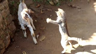 Cat vs goat funny animal vines