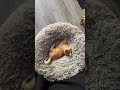 Minion kicks the kitten out of his bed