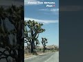 Driving inside Joshua Tree National Park 🇺🇸