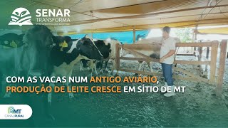 Com as vacas num antigo aviário, produção de leite cresce em sítio de MT | Senar Transforma ep.17