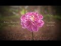 Taylor Swift - Begin Again (Taylor's Version) (Lyric Video)