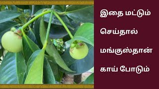 How to Grow Mangosteen Plants | மங்குஸ்தான் செடியை நீங்கள் எப்படி வளர்க்கவேண்டும்