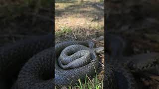 The highland copperhead (Austrelaps ramsayi) #venomous #ytshorts #herping