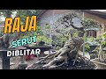 Review Bonsai Koleksi. Mas Reza Kempas Kempis