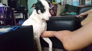 Dog asks for a belly rub
