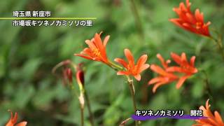 キツネノカミソリ　開花