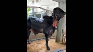 គោបាពណ៌ខ្មៅដូចក្អែក,Black bull