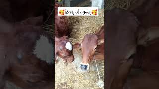 🙏🥰जय गौ माता 🙏🥰 जय श्री कृष्णा 🙏🥰🥰🥰👌 shorts video 📷🙏🙏