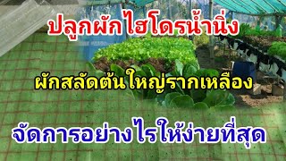 ผักสลัดต้นใหญ่รากเหลือง Hydroponics / #บ้านสวนกิตติธรา