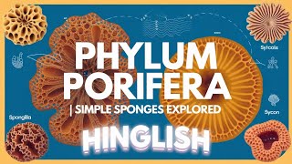 Phylum Porifera | NEET UG Biology Animal Kingdom | Sponges Explained | NEET PYQ Discussion |