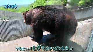 【のぼりべつクマ牧場】　元気なヒグマ ①