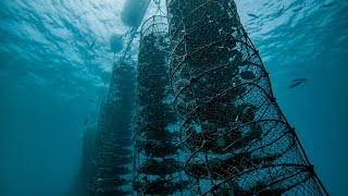 Episode 3: Oyster Lanterns - The Underwater Home of Oysters & Hanging Reefs for Marine Life