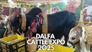 DALFA Cattle Expo 2025 Walkthrough - Cattle Pt. 1 | #dalfa #expo