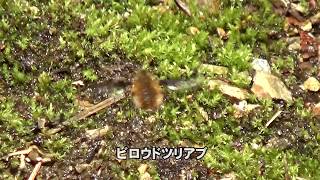 30秒の心象風景16032・ホバリング名手～ビロウドツリアブ～